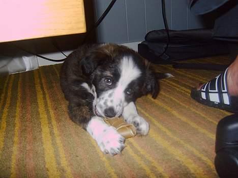Border collie Fie (forældres) billede 7