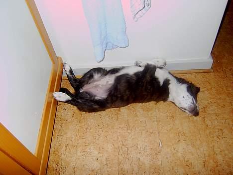 Border collie Fie (forældres) billede 8