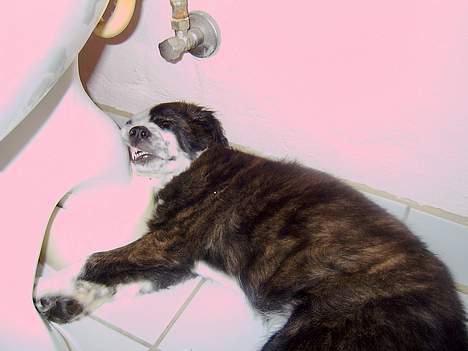 Border collie Fie (forældres) billede 9