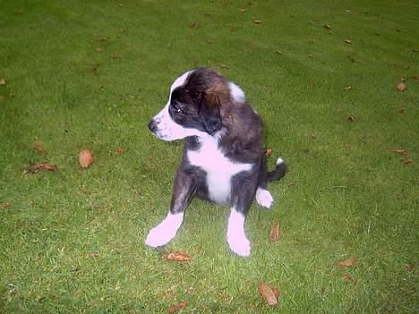 Border collie Fie (forældres) billede 10