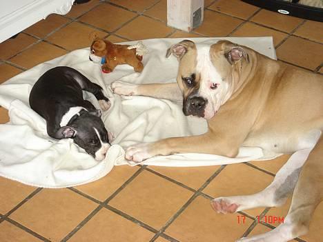 Amerikansk bulldog Østergaard's Chanti +Død  - *NYT* D. 17/9 2 trætte hunde, efter MANGE timers leg :o) billede 19