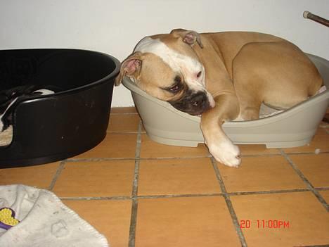 Amerikansk bulldog Østergaard's Chanti +Død  - *NYT* D. 18/9 Mor siger jeg skal være gæstfri overfor Caine, så jeg har givet ham den store kurv :o) billede 20