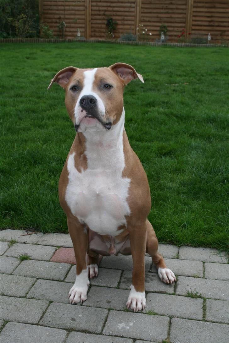 Amerikansk staffordshire terrier Cosmo (Du er savnet) - Lidt lækker er man vel...*NYT* billede 4