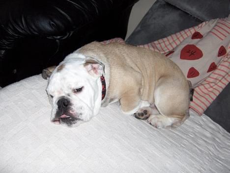 Engelsk bulldog Eddy billede 1