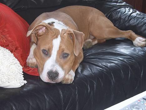 Amerikansk staffordshire terrier Cosmo (Du er savnet) - Ligger lige og feder den af. (7. Månder) billede 5