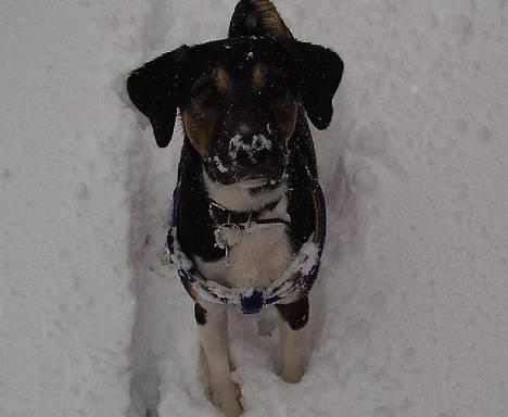 Blanding af racer Snemand - snemand to måneder gammel- lille og fræk:) billede 1