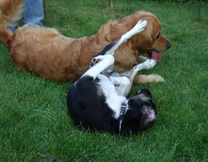 Blanding af racer Snemand - snemand og rotten  billede 2