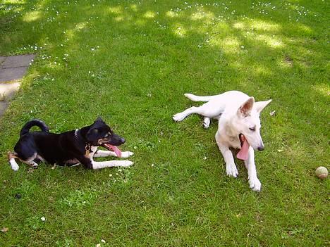 Blanding af racer Snemand - sammen med Cato i haven billede 3