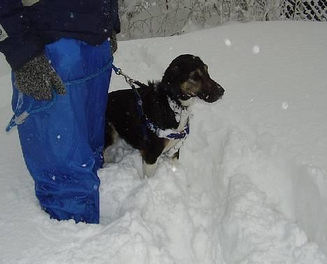 Blanding af racer Snemand billede 4