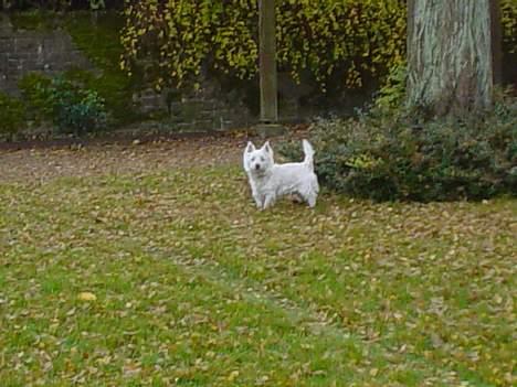 West highland white terrier Victor billede 9