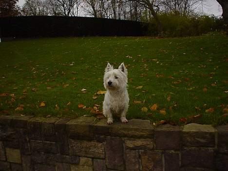 West highland white terrier Victor billede 10