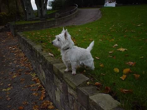 West highland white terrier Victor billede 11