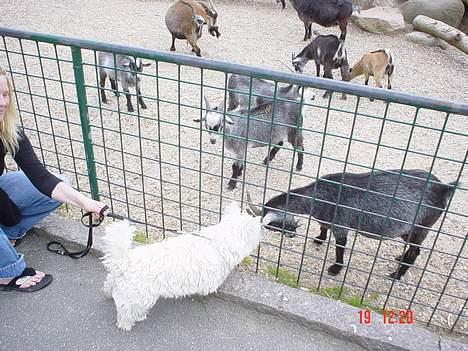West highland white terrier Victor - Victors første gang i zoologiskhave. billede 12
