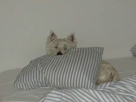 West highland white terrier Victor billede 13
