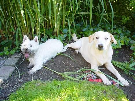 West highland white terrier Victor - Victor sammen med mormors hund Lukas! billede 14