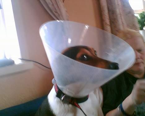 Dansk svensk gaardhund Kvik - Han havde lige vært ude for en lillle ulykke billede 2