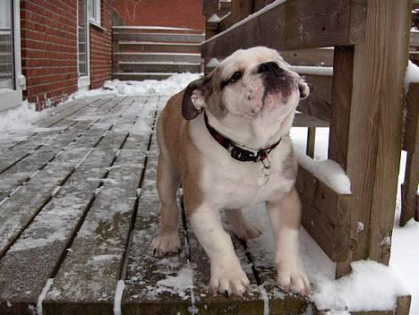 Engelsk bulldog Eddy - Her kommer jeg... billede 2