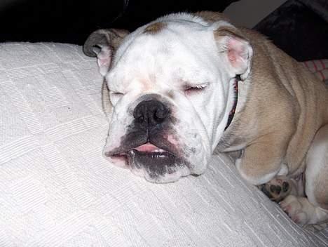 Engelsk bulldog Eddy - Manner sikken en hård dag... billede 3