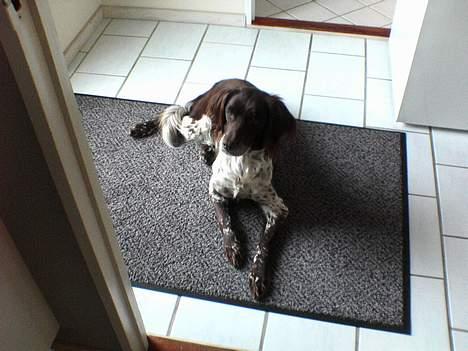 Kleiner münsterländer Ronja - Hvad sker der i køkkenet?  billede 3