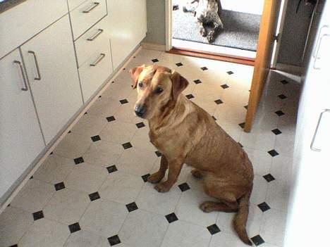 Labrador retriever Mika - Mika i køkkenet!  billede 8