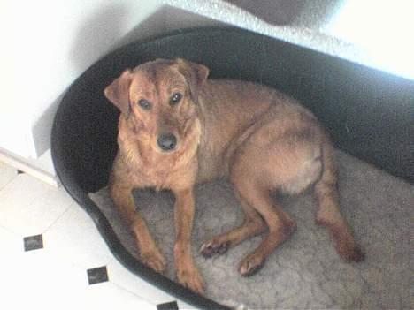 Labrador retriever Mika - En dejlig hundekurv!  billede 9