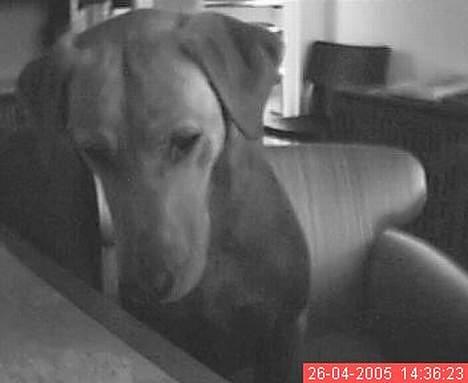 Labrador retriever Mika - Hvad er det?  billede 10