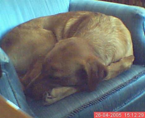 Labrador retriever Mika - sov sov :P  billede 11