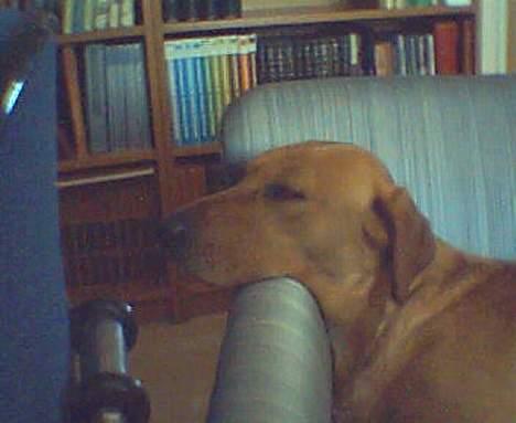 Labrador retriever Mika - Her ligger jeg bare godt!  billede 12