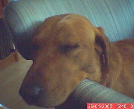 Labrador retriever Mika - gab :P billede 13