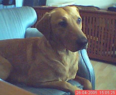 Labrador retriever Mika - Nej hvor er hun fin!  billede 14