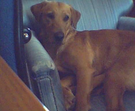 Labrador retriever Mika - :D var ?  billede 15