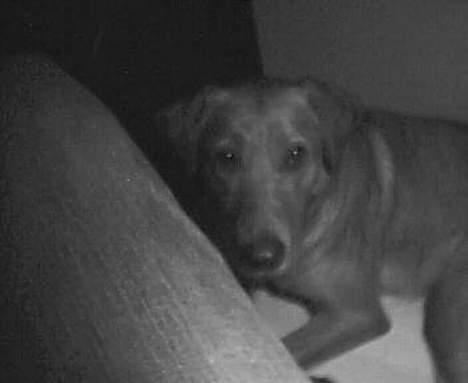 Labrador retriever Mika - Du kan ik se mig :P  billede 16