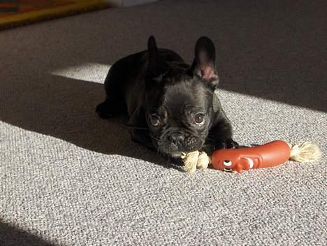 Fransk bulldog Charlie - Jeg har lige gang i min pølse. billede 3