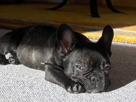 Fransk bulldog Charlie - Nu er jeg altså lige blevet lidt træt. billede 4