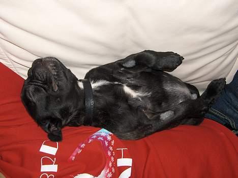 Fransk bulldog Charlie - Jeg snork sover oven på min fars maver... billede 5