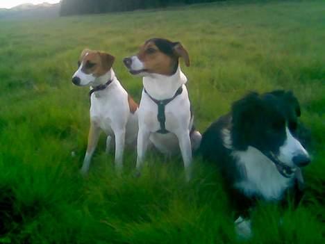 Dansk svensk gaardhund Kvik - Er lige ude og gå en tur med mine venner :) billede 3