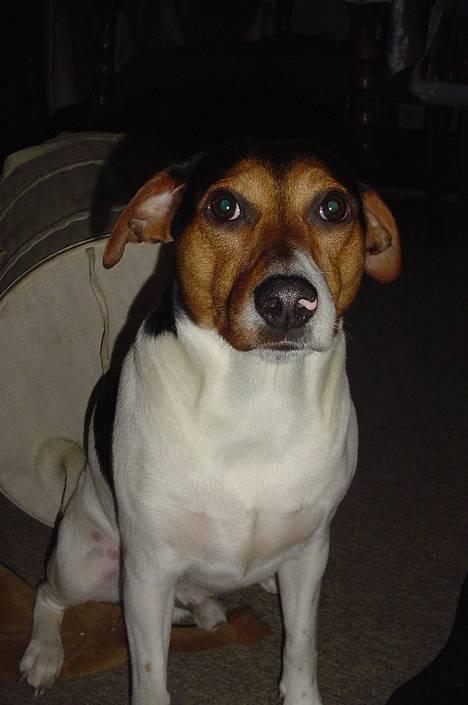 Dansk svensk gaardhund Kvik - Her er jeg så billede 4