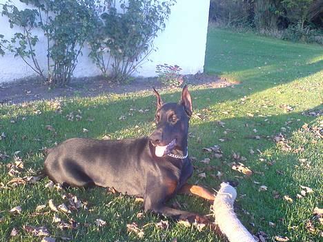 Dobermann Nagan *død* billede 14