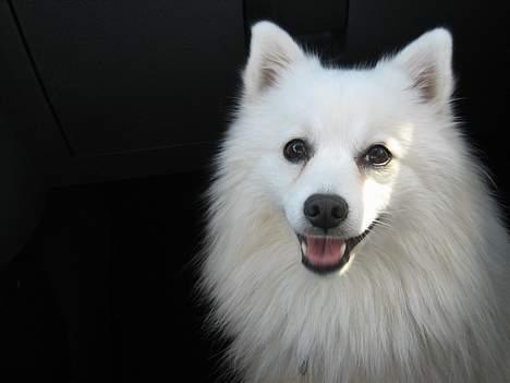 Japansk spids Benji - skal man mon smile billede 5