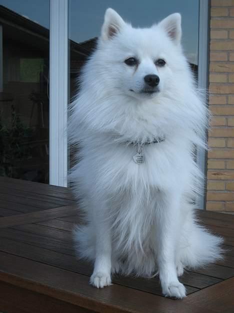 Japansk spids Benji - uhhh.. jeg kan se helt over i naboens have her oppe fra!! billede 6