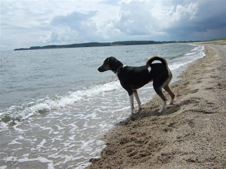 Blanding af racer Snemand billede 5