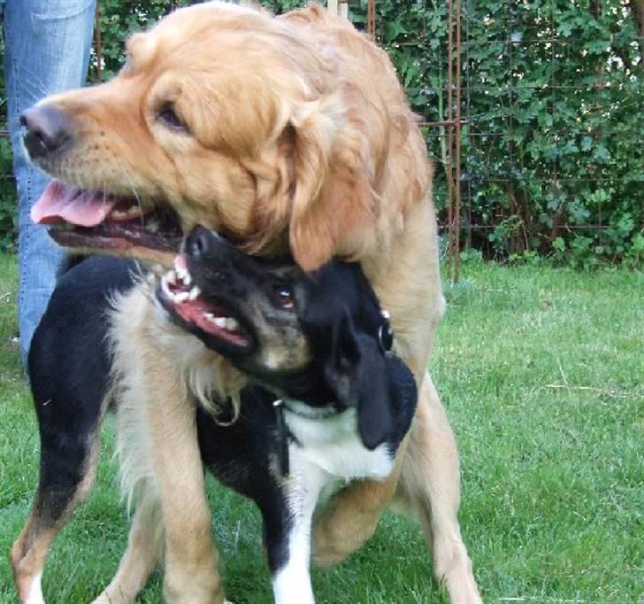 Blanding af racer Snemand billede 6