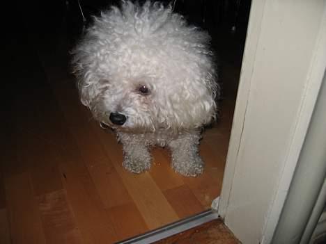 Bichon à poil frisé Bonnie billede 15