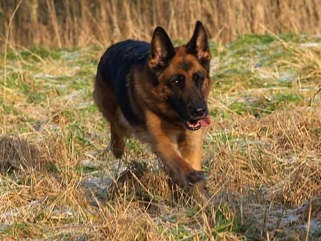 Schæferhund Heilei`s Ferrari. billede 19