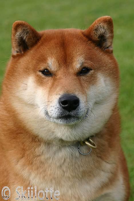 Shiba  - Luie *R.I.P* - * Nyt - smukke dreng billede 16