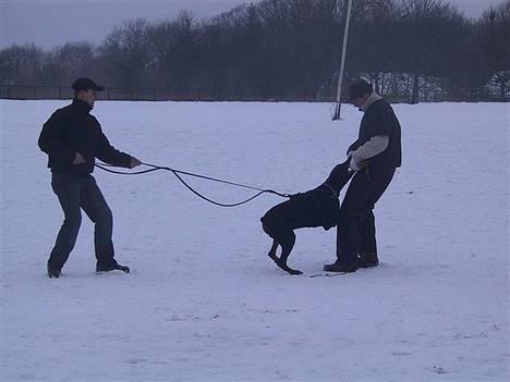 Dobermann Nagan *død* billede 15
