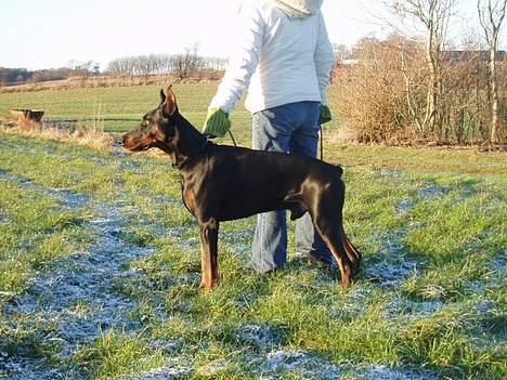 Dobermann Nagan *død* billede 16