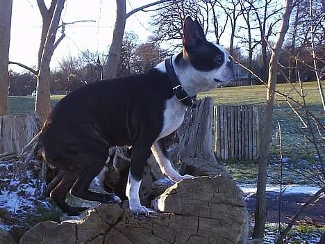 Boston terrier Tex billede 10