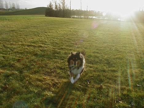 Collie langhåret Dixi billede 6