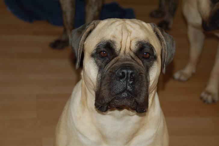 Bullmastiff  Danish Lilo billede 1